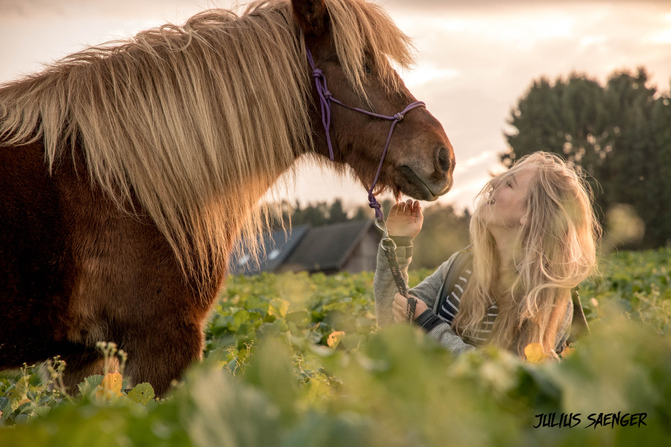 Foto von Emma Goltz mit einem Isländischem Pferd im Sonnenuntergang